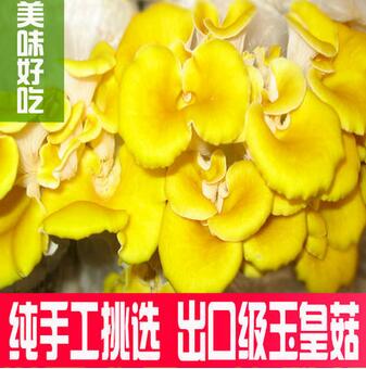 特级玉皇菇榆黄菇黄金菇干货150g绿袋清远土特产干蘑批发