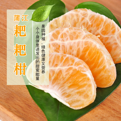 预售 四川蒲江特色水果春见耙耙柑果园现发新鲜橘子5斤装味美多汁