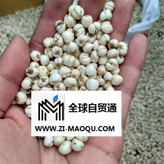 松贝母 川松贝水洗精选小珍珠0.6 产地 四川省阿坝藏族羌族自治州